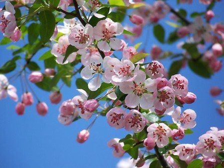 Crab Apple Blossom