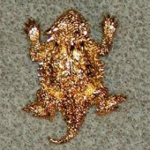 0b663a4fca7c5b4417c292f1ba39b62a.image.170x170