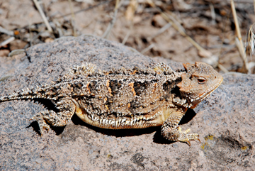 best_g_full_horned_lizard_2