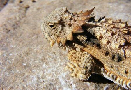 flat-tailed-horned-lizard-e1293563033108