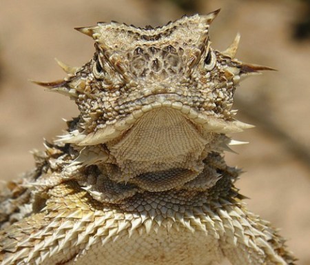 texashornedlizard