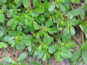 purslane