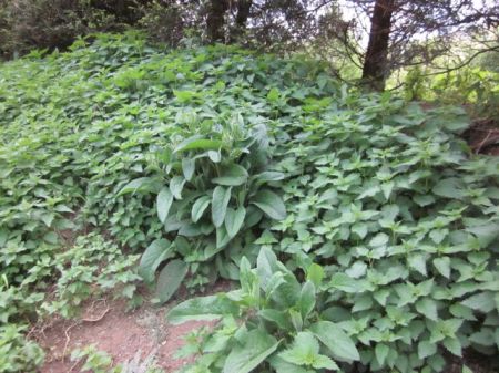 Creeksong-farms-nettle