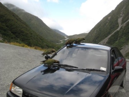 kea-birds-love-windshield-rubber-arthurs-pass
