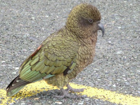Male_Kea_Milford_sound