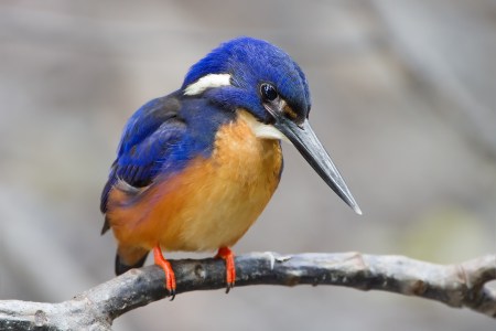 Alcedo_azurea_-_Julatten