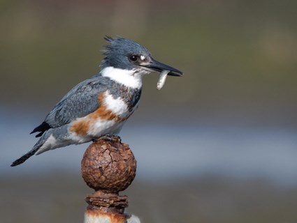 belted_kingfisher_1