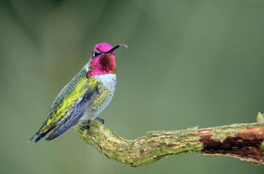 annas-hummingbird-sticking-his-tounge-out-laura-mountainspring