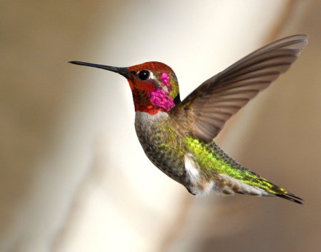 annas-hummingbird