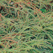 images (1)