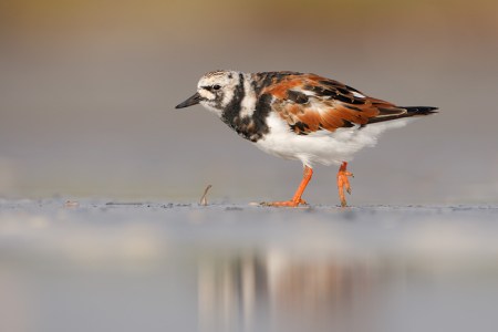 1440_Ruddy_Turnstone_04-26-2009_0