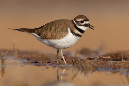1539_Killdeer_11-12-2008_0