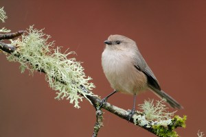 7031_Bushtit_01-01-2010_1