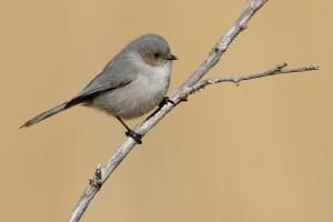 Bushtit s52-13-108_V