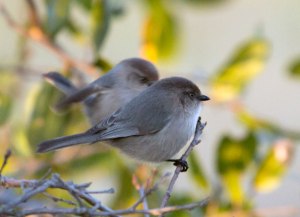 Bushtit_006s