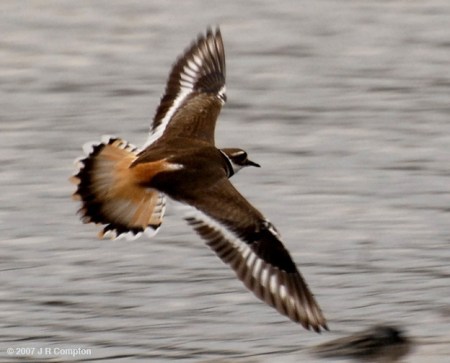 JR compton-killdeer-fly
