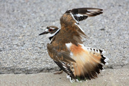 killdeer