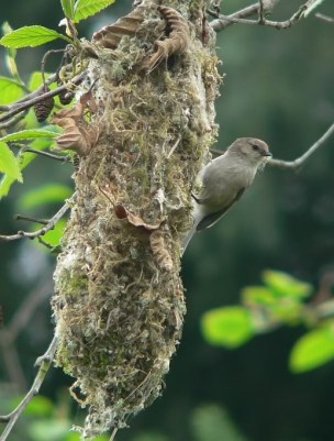 lilbirdbuildinghangingnest