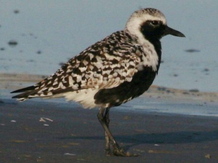 plover, black-bellied 05-14g SB