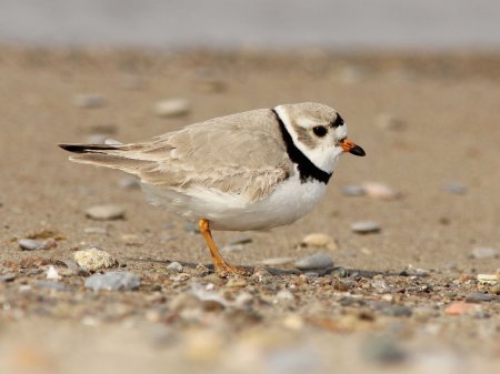 Plover_Piping1_male-IMG_0894_copy