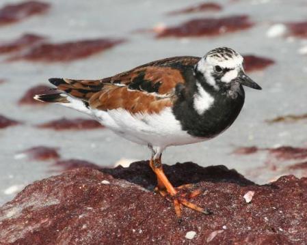 ruddy-turnstone