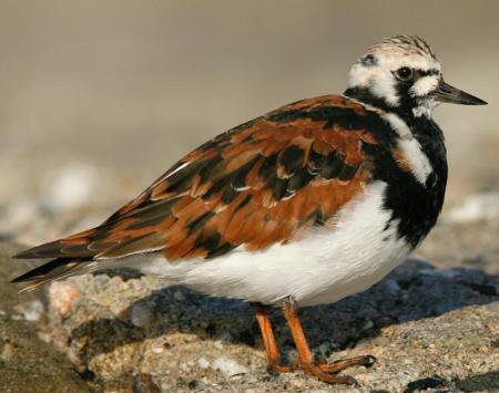 RuddyTurnstone