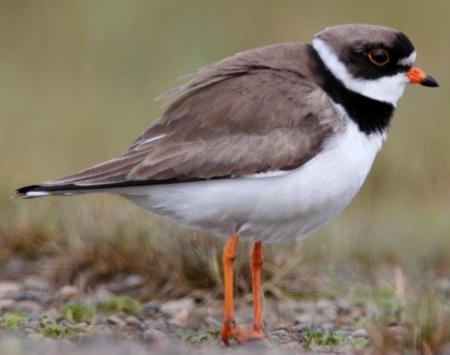 SemipalmatedPlover