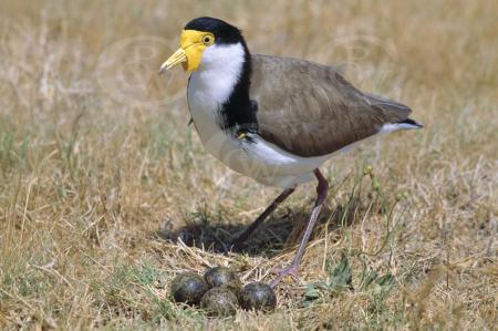 Spur-winged Plover at nest 1