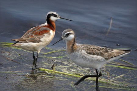 wilsons phalarope