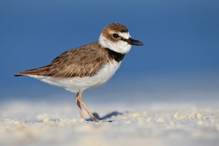 Wilsons_Plover_03-10-2012_1