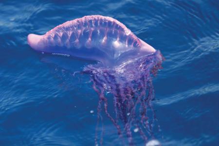 11975portuguese man of war
