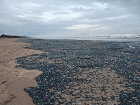 635644428027411720-Velella-Velella-die-off