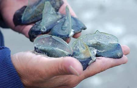 ** ADVANCE FOR WEEKEND MAY 22-23 ** Alan Rammer of the Washington State Department of Fish & Wildlife's marine conservation and education division, holds a handful of the blue-hued velella jellyfish in Ocean City, Wash., on May 14, 2004. (AP Photo/The Daily World, Kathy Quigg)