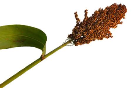 PlainSorghum_0