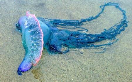Portuguese-Man-of-_1480156c