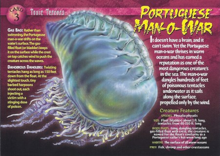 Portuguese_Man-o-War_front