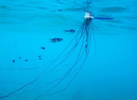 portuguese_man_o_war
