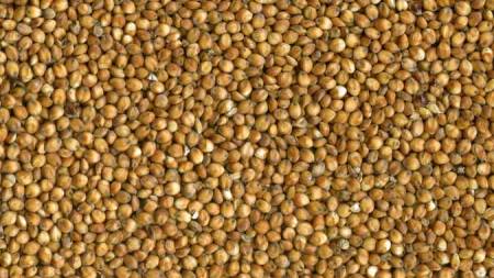sorghum-grain
