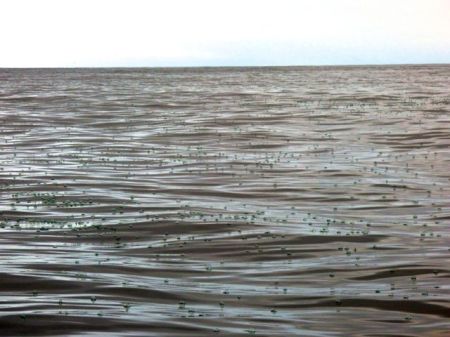 velella-at-sea-udder-guy