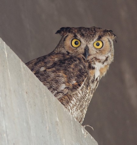 Photo by Gordon from desertwing.blogspot.com