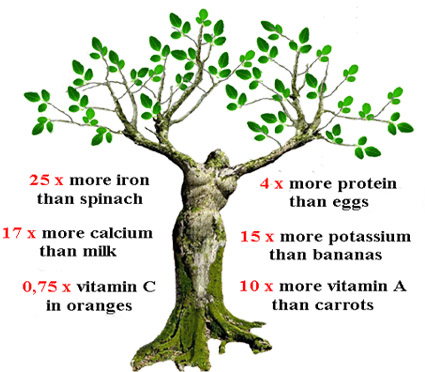 moringa-oleifera-powder2