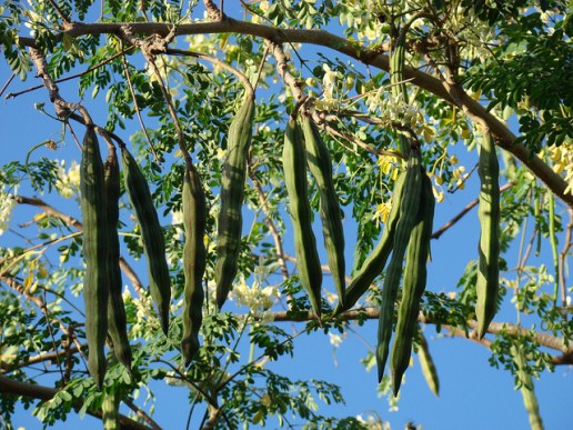 moringa-seed-pods