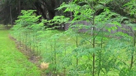 Moringa saplings