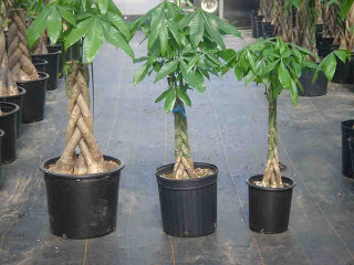 Image result for pachira aquatica