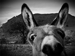 Image result for fable old man boy and donkey