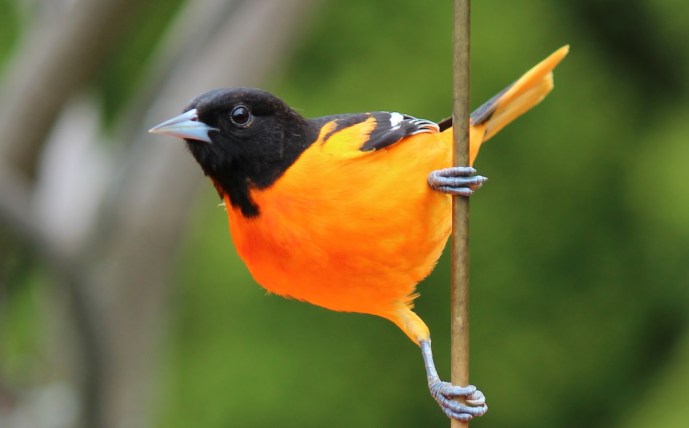 Image result for baltimore oriole