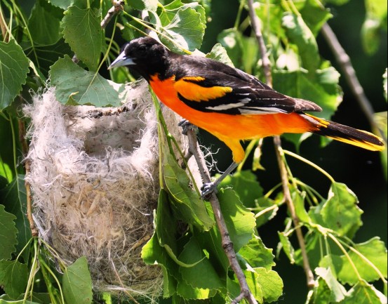 oriole-Male-at-nest
