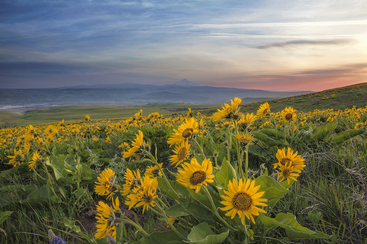Image result for balsamroot