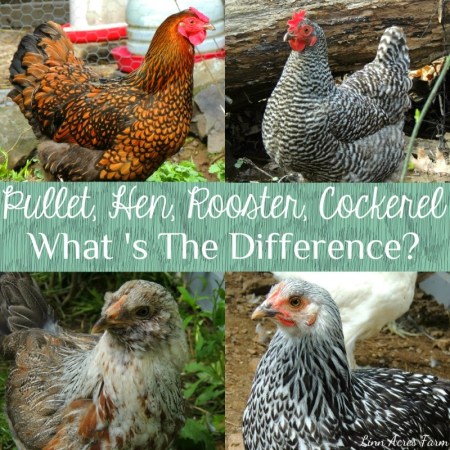 Image result for pullet