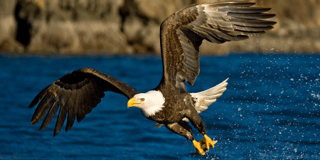 bald-eagle_stephen-oachs